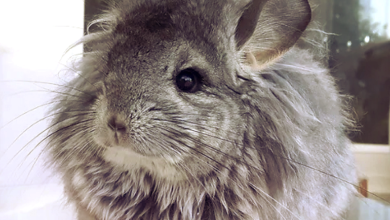 Everything You Need to Know About Royal Persian Angora Chinchillas