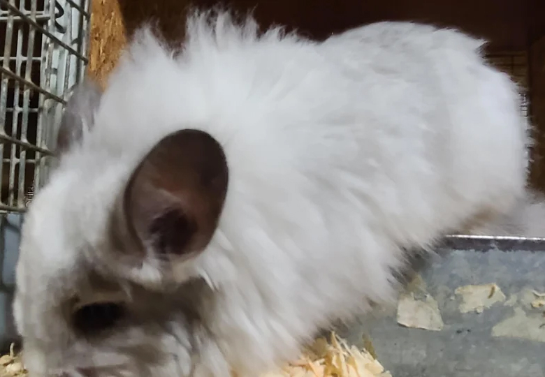 angora long hair chinchilla