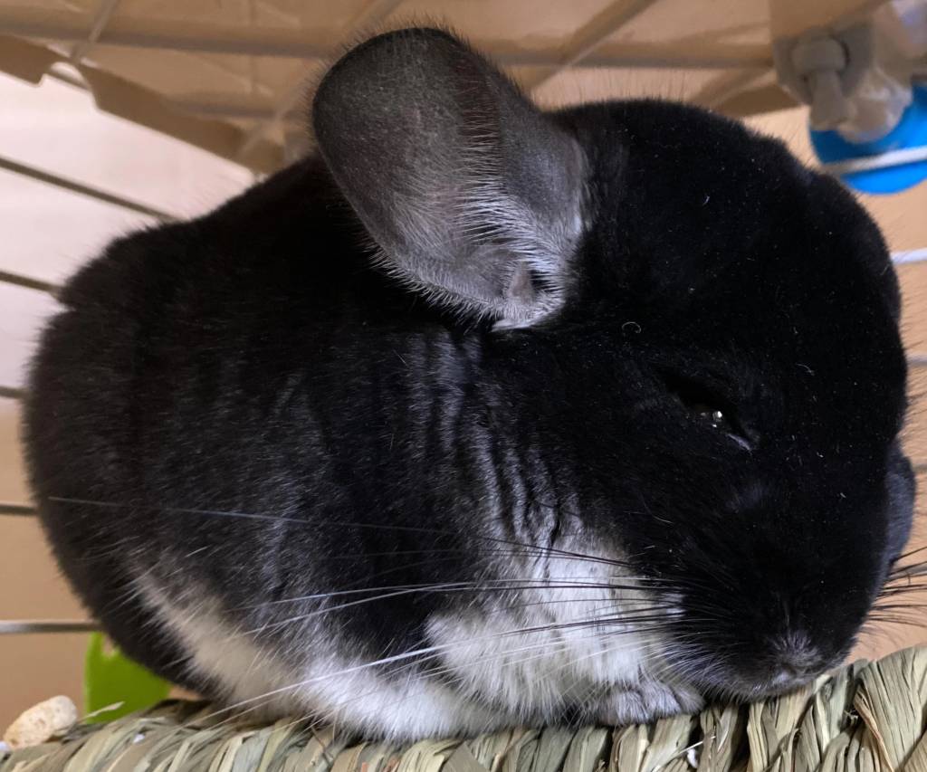 black chinchilla