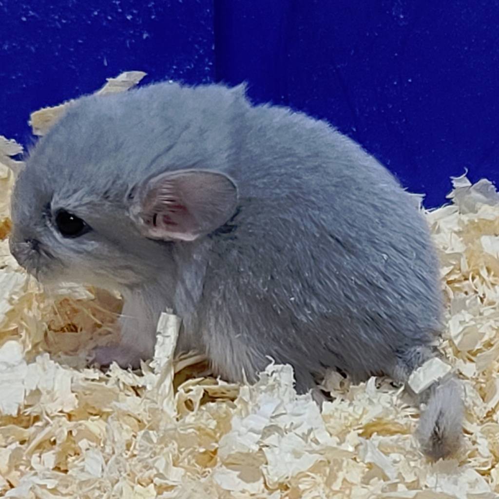 blue diamond baby chinchilla