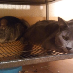 cats and chinchillas