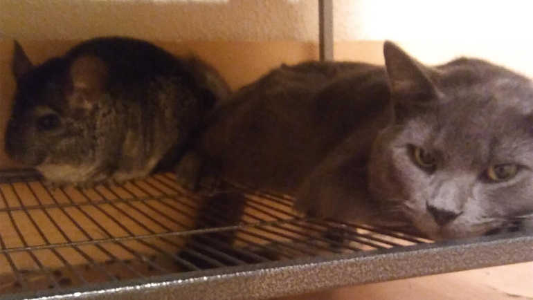 Paws and Fur: Tips for Keeping Cats and Chinchillas Together