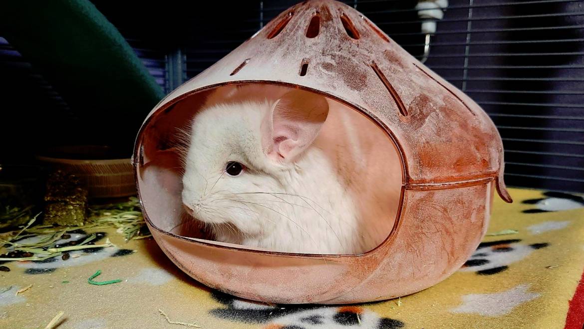 Everything You Need to Know About Chinchilla Dust Baths