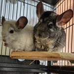 chinchilla breeds and color variations a comprehensive guide