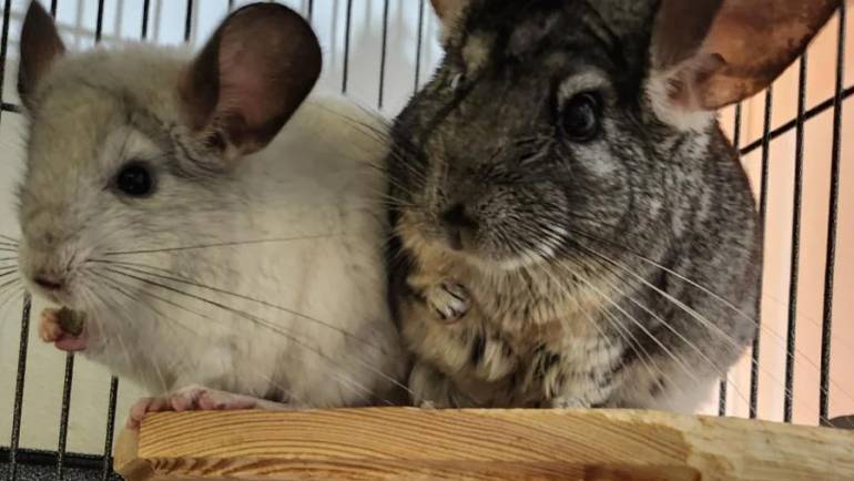 Chinchilla Breeds and Color Variations: A Comprehensive Guide