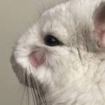 chinchilla ringworm fur loss fungal