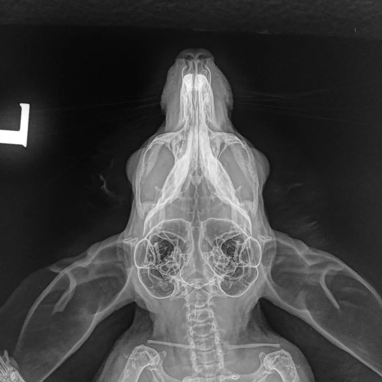 chinchilla xray 1