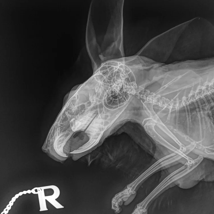 chinchilla xray 2