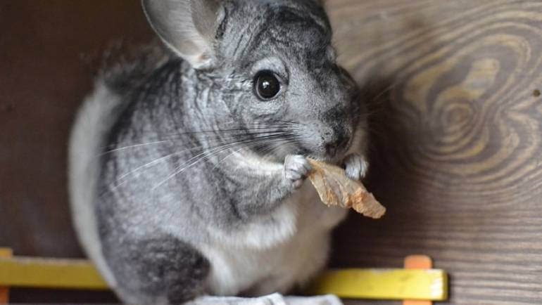 From the Wild to Your Home: A Comprehensive Look at Chinchilla Nutrition