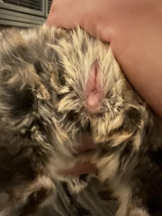 female chinchilla vagina