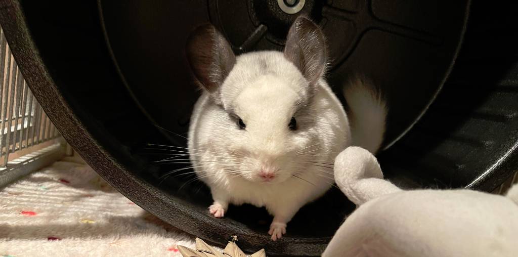 mad angry chinchilla