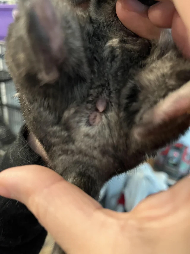 male chinchilla penis