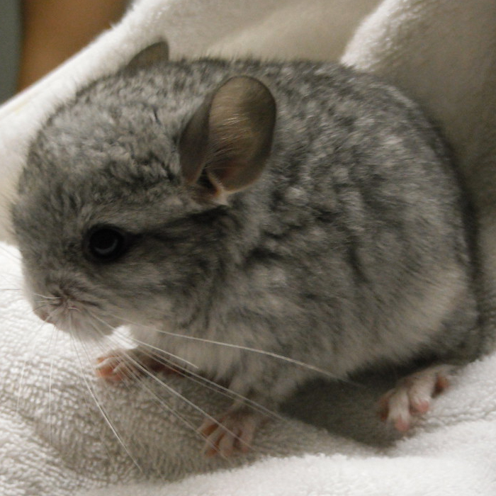 sapphire baby chinchilla