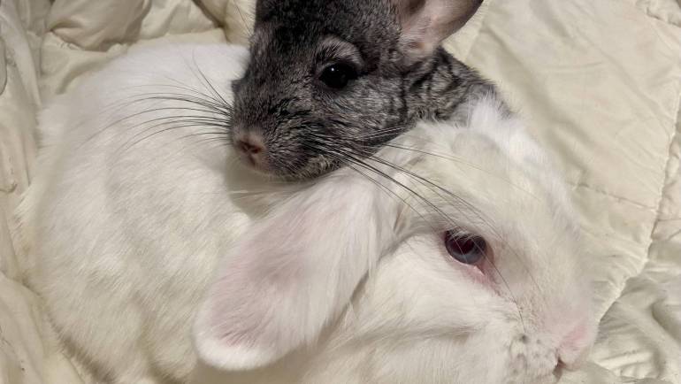 Furry Friends: Understanding the Relationship Between Rabbits and Chinchillas