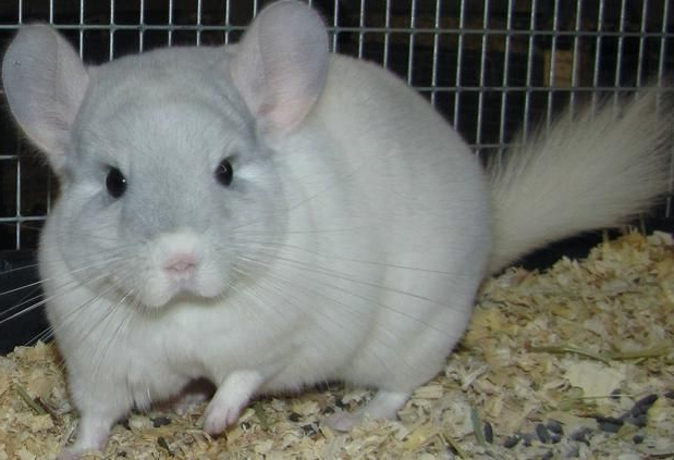 white chinchilla