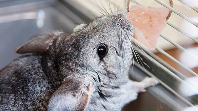 To Salt Lick or Not to Salt Lick: Do Chinchillas Need Them?