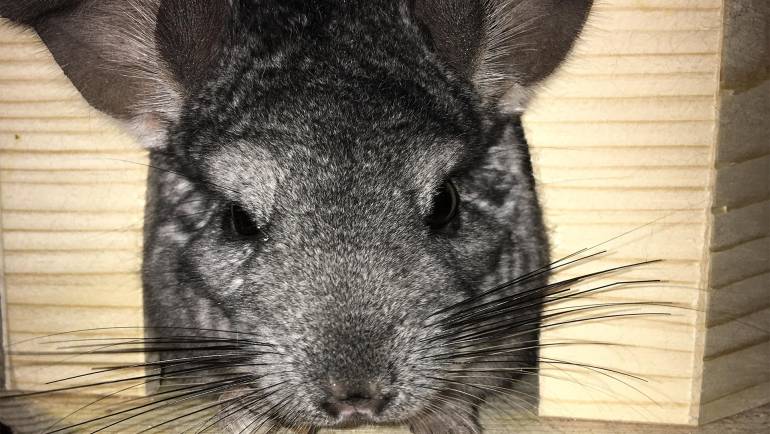 A Guide to Dealing with Aggressive Chinchillas: Causes, Signs, and Remedies
