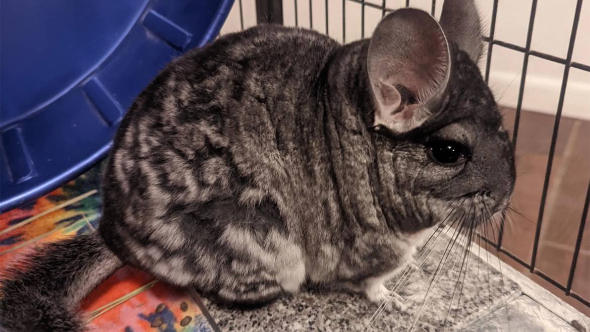 The Silent Suffering: How to Identify and Alleviate Anxiety in Your Chinchilla