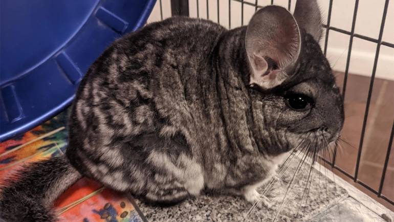 The Silent Suffering: How to Identify and Alleviate Anxiety in Your Chinchilla