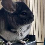 bloated chinchilla bloating bloat