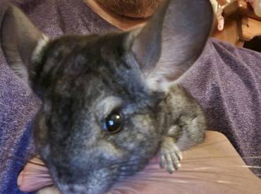 Building Trust with Your Chinchilla: A Guide to Bonding