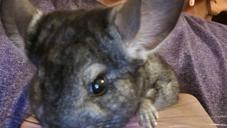 Building Trust with Your Chinchilla: A Guide to Bonding