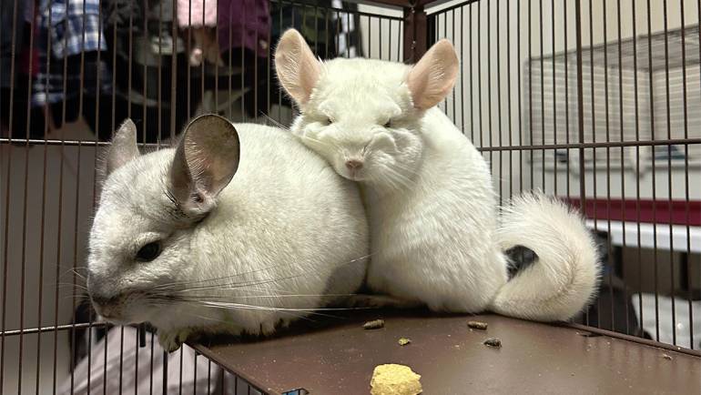 Can Chinchilla Siblings Mate? Exploring the Risks and Consequences