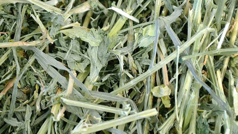 A Comprehensive Guide to Alfalfa Hay for Chinchillas