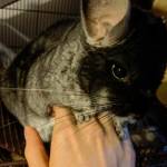 chinchilla bonding human owner