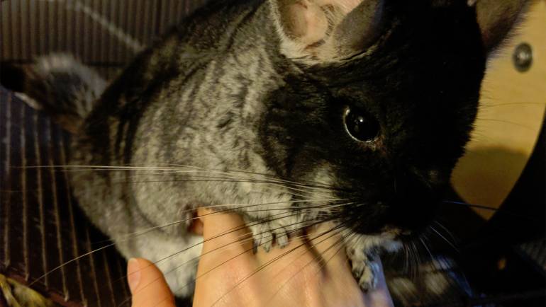 10 Ways to Show Your Chinchilla How Much You Love Them