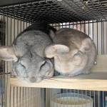 chinchilla bonding introduce smoosh