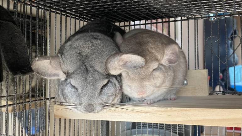 How to Successfully Introduce Your Chinchillas and Build Strong Bonds