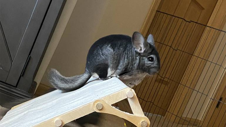 Do Chinchillas Get Bored? Tips for Keeping Your Furry Friend Happy and Engaged