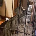 chinchilla dehydration