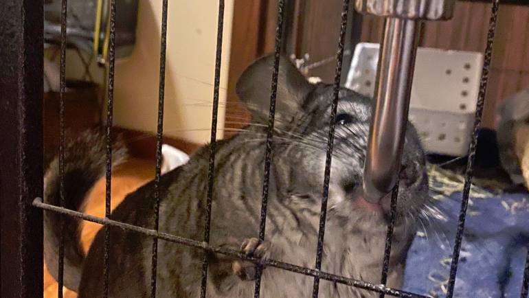 Preventing Chinchilla Dehydration: Understanding the Warning Signs and Solutions