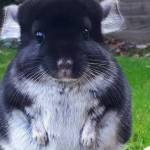 chinchilla diabetes