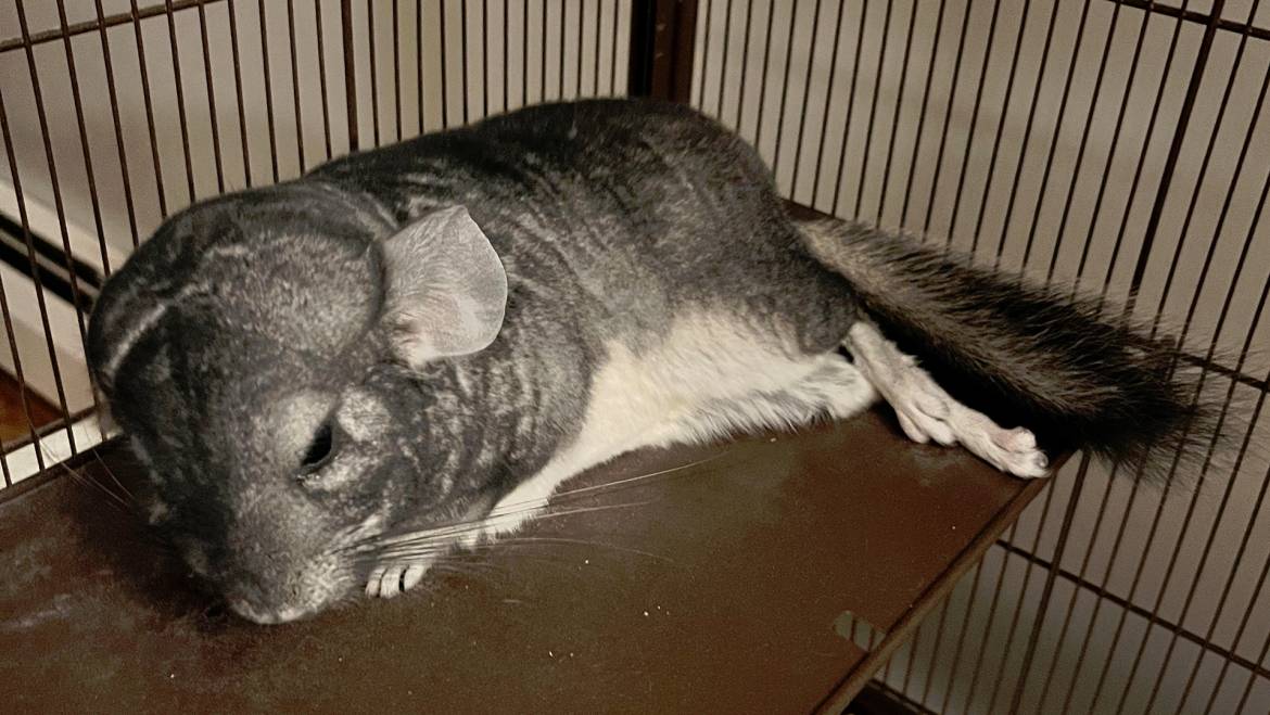 When Your Chinchilla is Not Feeling Well: Digestive System Problems and Their Solutions