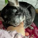 chinchilla emotional support health