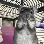 chinchilla liver disease