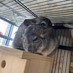 chinchilla mating breeding season