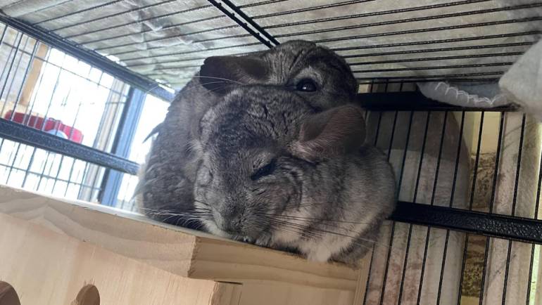 Preparing for Chinchilla Breeding Season: Tips and Advice