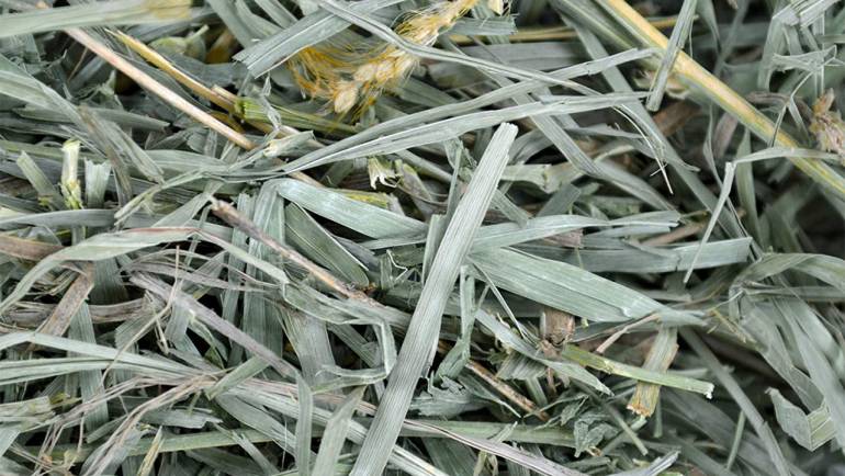 The Pros and Cons of Meadow Hay for Chinchillas