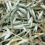 chinchilla oat hay