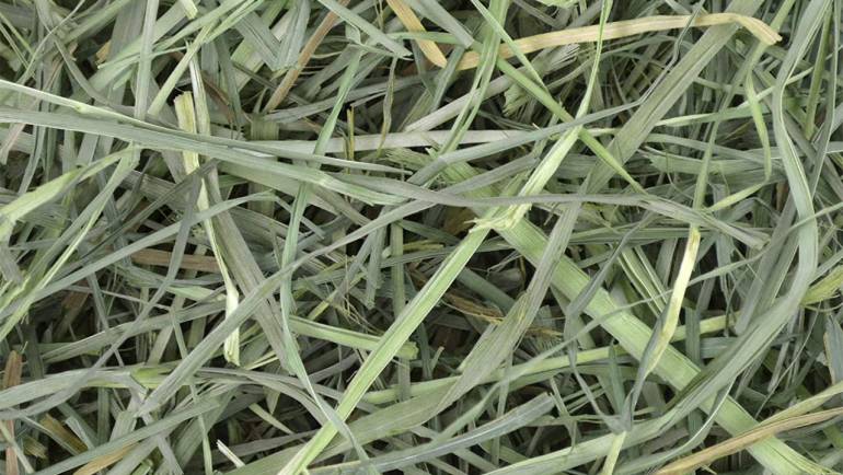 Understanding the Nutritional Benefits of Orchard Grass Hay for Chinchillas