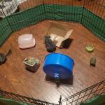 chinchilla playpen exercise environmental stimulation stimuli