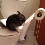 chinchilla potty training