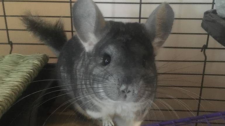 The Lowdown on Chinchillas Grinding Their Teeth: Why it Happens and What You Can Do