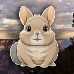 chinchilla vet arizona