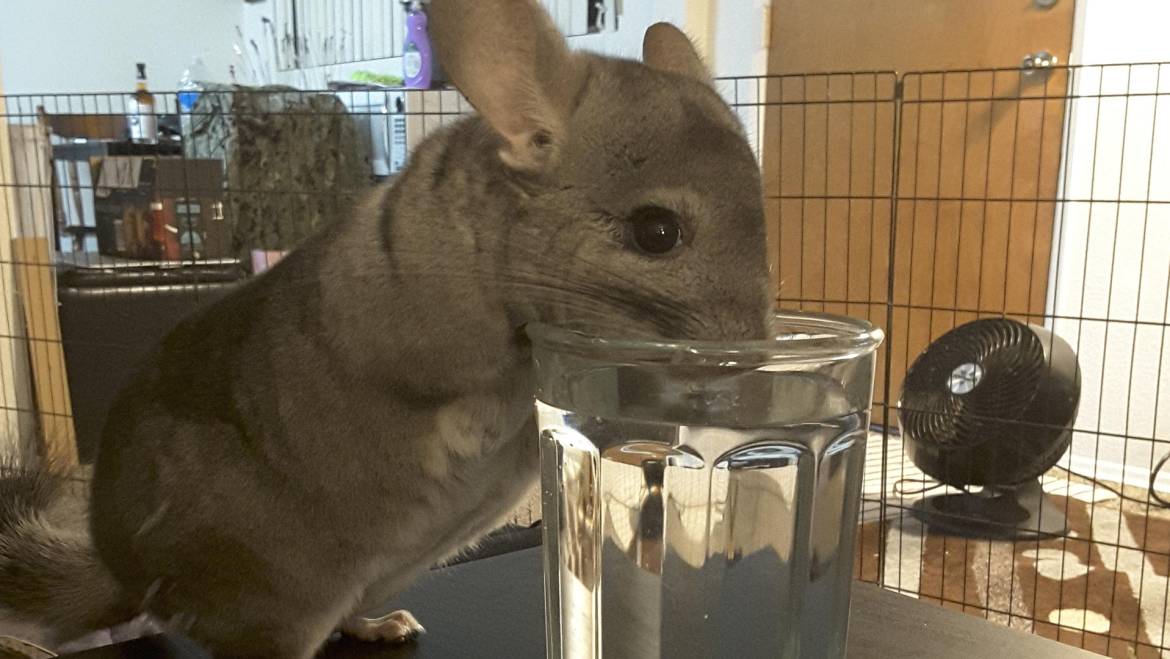 The Truth About Chinchillas and Water: What You Need to Know
