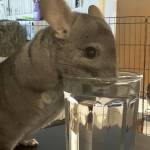 chinchilla water drink